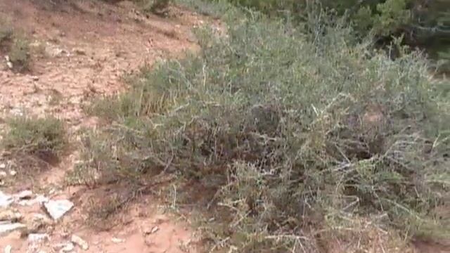 Plant Adaptations to Wyoming's Rangelands