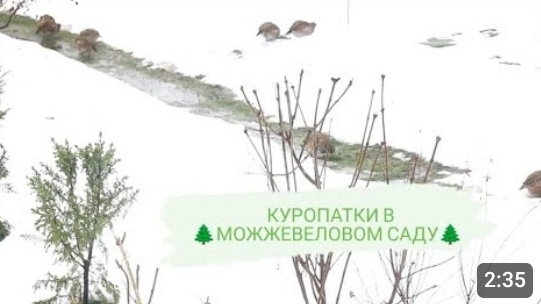 КУРОПАТКИ ПРИЛЕТЕЛИ В 🌲МОЖЖЕВЕЛОВЫЙ САД🌲. 18.12.2023г. БЕЛАРУСЬ, ГОМЕЛЬСКАЯ ОБЛАСТЬ