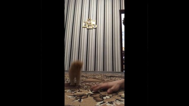 Прыжки