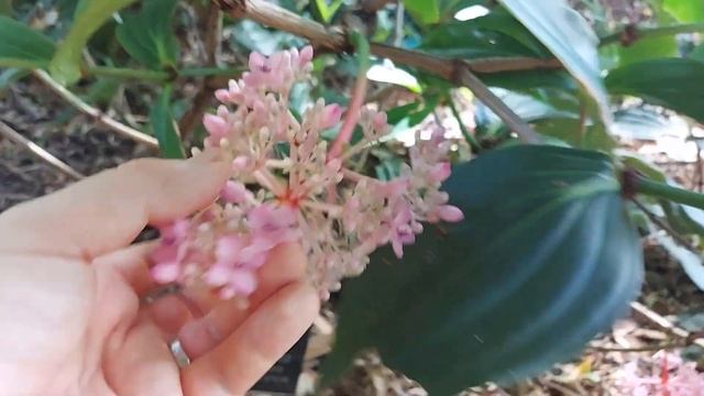 Malaysian Grapes -  Medinilla multiflora (myriantha)