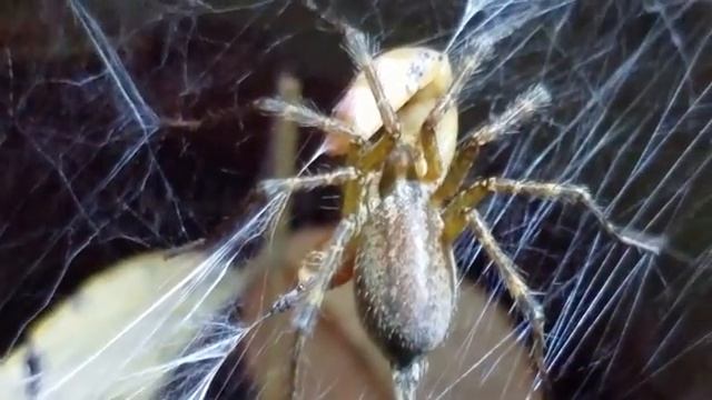 Just a simple grass spider eating a simple mealworm