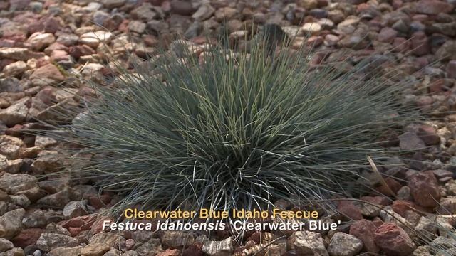Clearwater Blue Idaho Fescue - Mixing California Native with Non-Native Plants - Ep11
