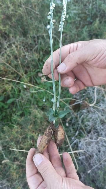 Doğada Çiçek açmış İnci Salebi Spiranthes spiralis #short