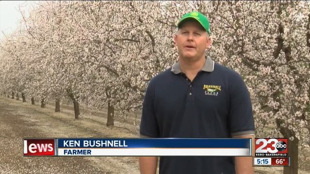 Almond blossoms mean big business for photographers
