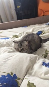 Кот и мандарин)))