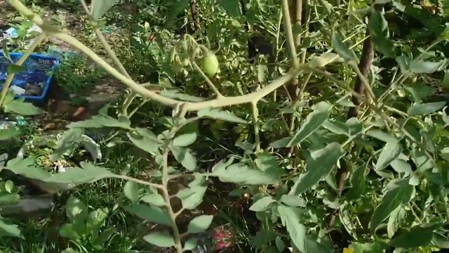 Mini Tour Kebun Belakang Rumah: Part-1