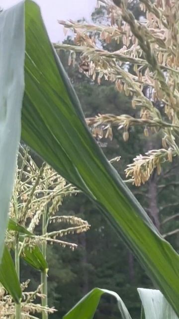 The honeybees are gathering the corn pollen. #honeybee #homesteading #garden #shorts