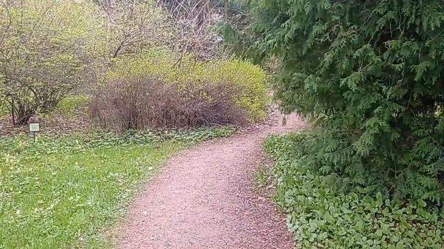 Весна в ботаническом саду Петра Великого.