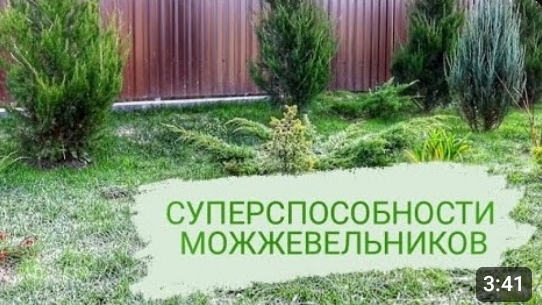 МОЖЖЕВЕЛЬНИКИ И ИХ СУПЕРСПОСОБНОСТИ. 19.11.2023г. БЕЛАРУСЬ, ГОМЕЛЬСКАЯ ОБЛАСТЬ