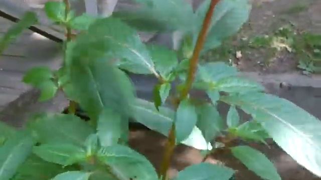 Foraging for Impatiens glandulifera - himalayan balsalm