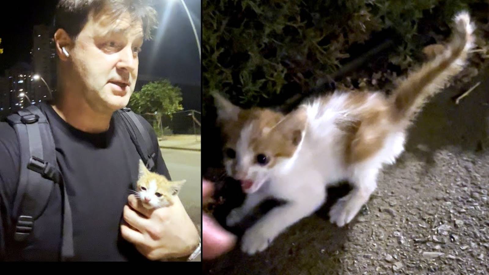 📹 Маленький комочек счастья история котёнка Пончика