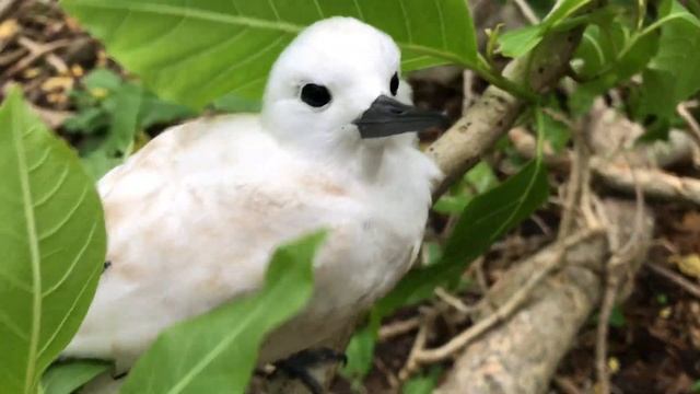 #FrenchPolynesia 🇵🇫 Tetiaroa Atoll | A young White common tern doesn’t feel danger seeing a human.