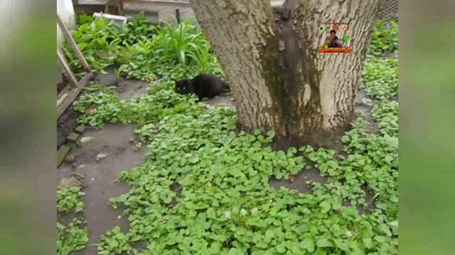 Дерево орех Кот Черный любимы шустрый проказник