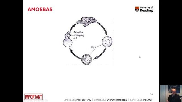 Watch 'PM1A week 13  microbiology   parasites I'   Microsoft Stream   Google Chrome 2022 08 15 10 2