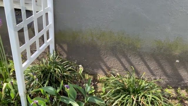 How to Remove Moss & Green Algae on Walls! Bleach vs Vinegar🎎