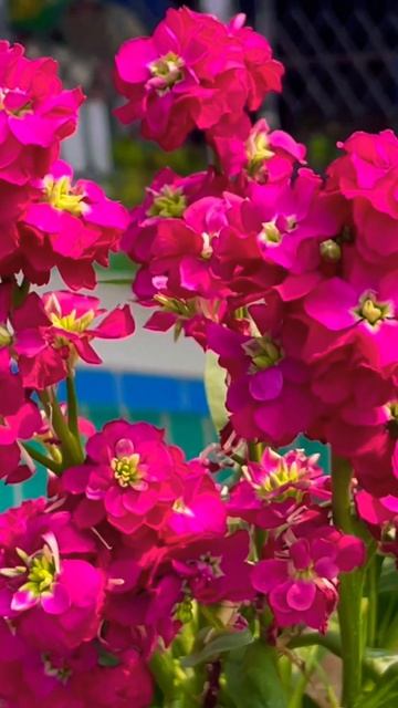 colours of life #viral #nature #gardening #green #nursery_visit #plants #viralreels #gardeningideas