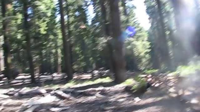 THE WORLDS LARGEST LIFEFORMS ~ GIANT SEQUOIAS