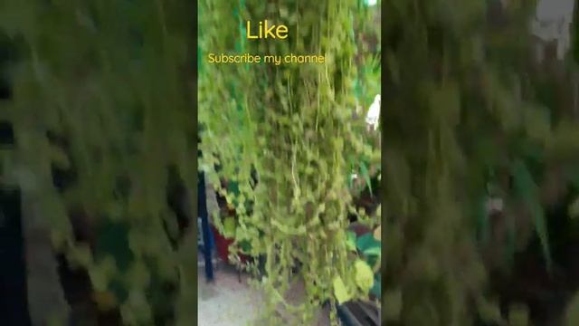 tangled heart vines #shorts# Sumbul'sgarden