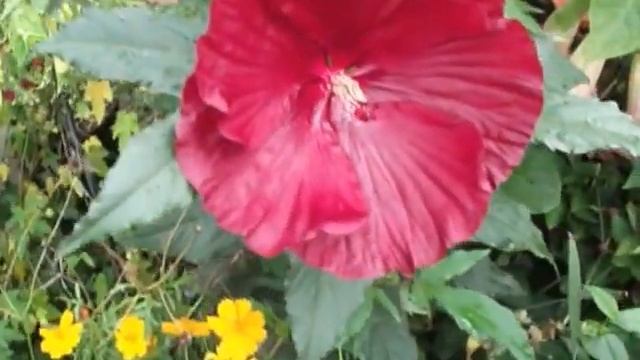 'Cranberry Crush' Hibiscus moscheutos