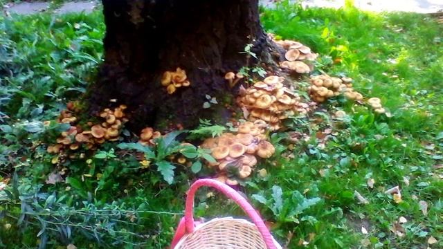 Дерева вы мои дерева