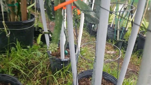 Hurricane Ian Dragon Fruit plant updates