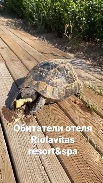 Зверушки которые живут в отеле Riolavitas