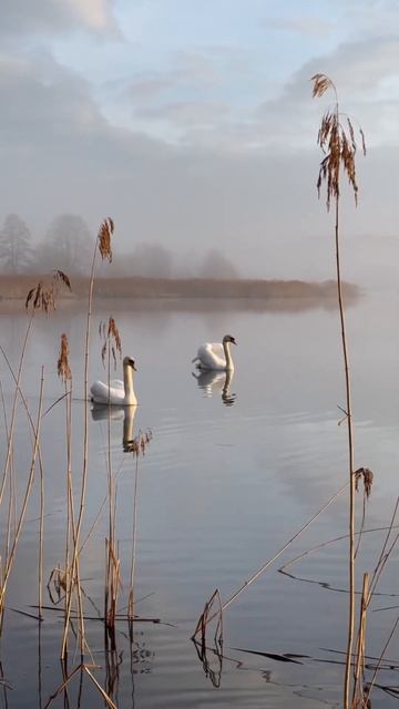 Алесь и Алеся туманным утром. До гнездования. #милоевидео #birds #лебеди #nature #мило #лебедь #swa