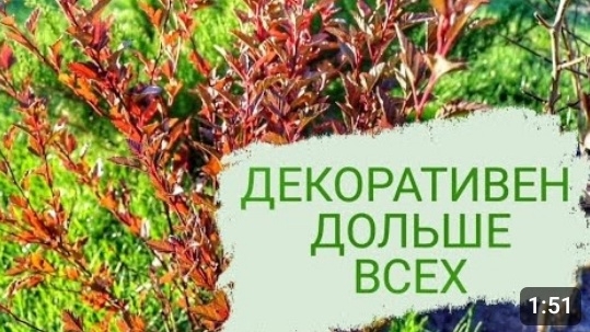 КУСТАРНИК КОТОРЫЙ ДЕКОРАТИВЕН ДОЛЬШЕ ВСЕХ. 8.11.2023г. БЕЛАРУСЬ, ГОМЕЛЬСКАЯ ОБЛАСТЬ