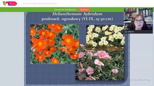 Byliny na suche i słoneczne stanowiska - zapis webinarium z 01.06.2021