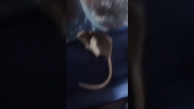 поближе к крисам