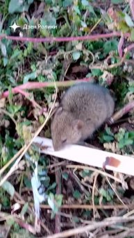 в мире животных ❤️