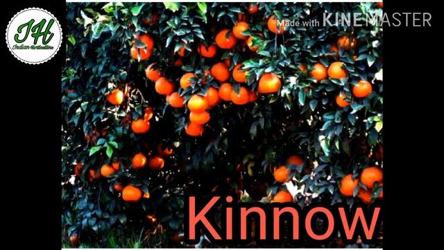 #topvariety#orangevariety संतरे की टॉप वेरायटी,top variety of orange, citrus