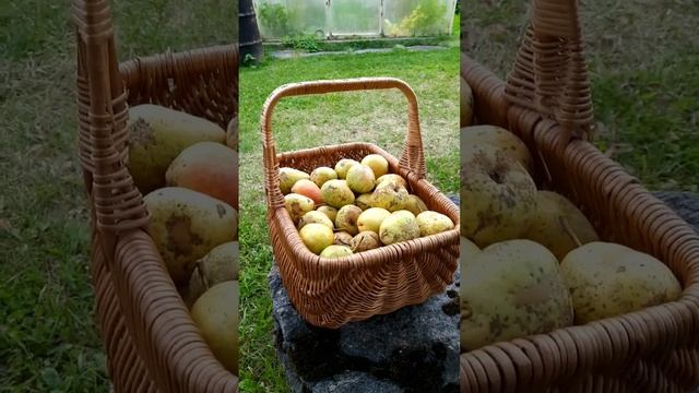 А у нас груши созрели Первый раз Супер