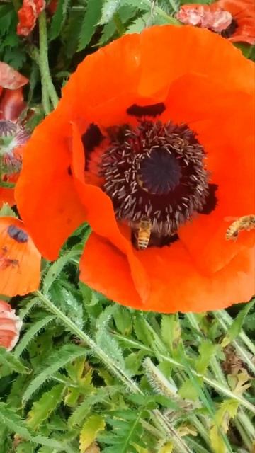 Michigan Honeybees on Poppy Flowers.