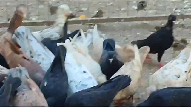 Иранские чёрные и Дагестанские мраморные голуби. Питомник И. Муртузалиева, г. Хасавюрт