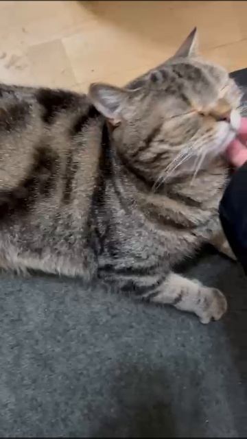 Котик встречает