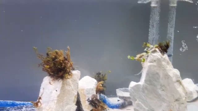 Aquascape 90 cm belum ada judul dengan meja kaca yang tipis
