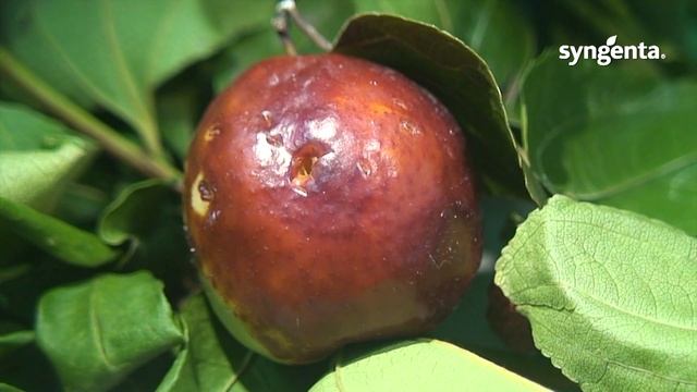 La mosca de la fruta (Ceratitis capitata)