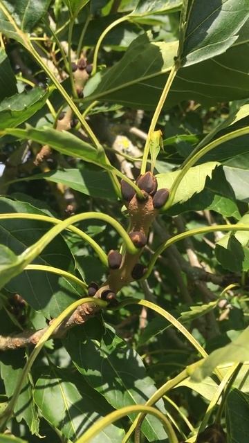 One-leaved ash - twig, petioles & buds - August 2019