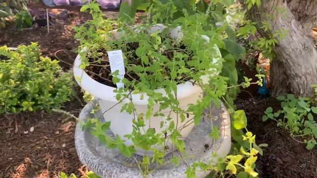 A “Van Gogh Painting For His Nose” Strawberry Mint Edible & Aromatic Landscaping