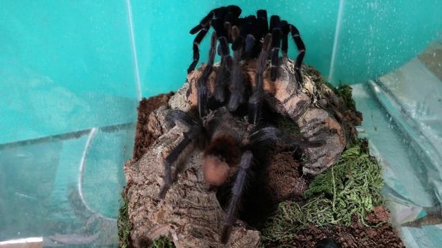 Kopulacja Pterinopelma sazimai