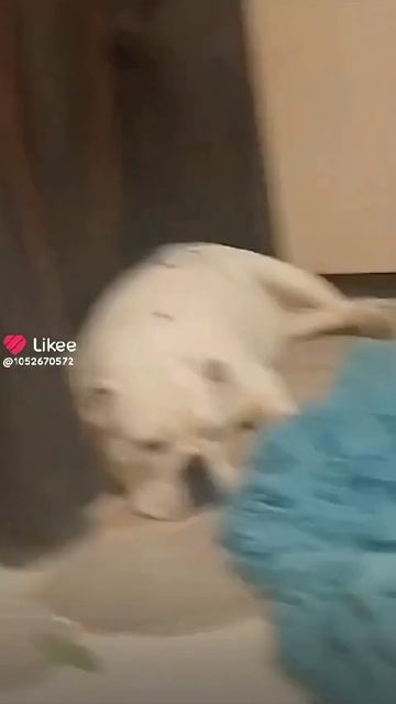 Много животных киска киса собака