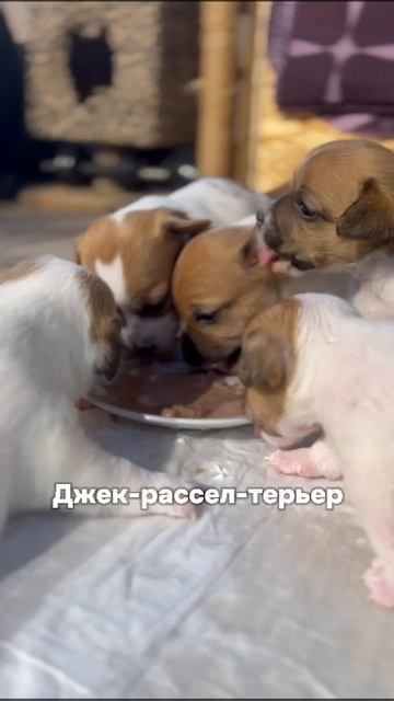 щенки Джек Рассел терьер.