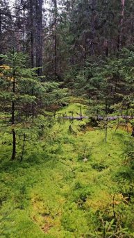 Сказка в Котельском заказнике