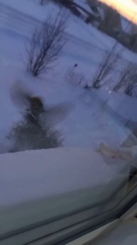 Синица и поползень
