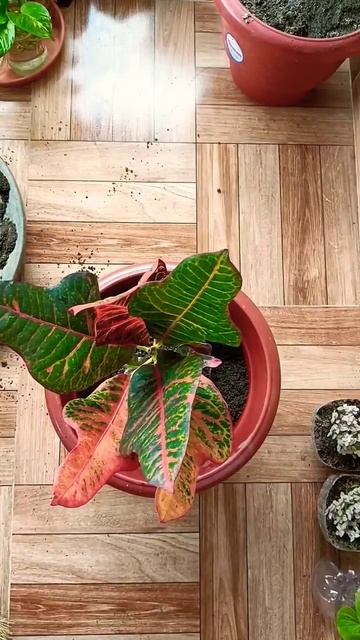 Repotting Croton Plant #crotonplantcare #croton #organicfertilizer #repotting