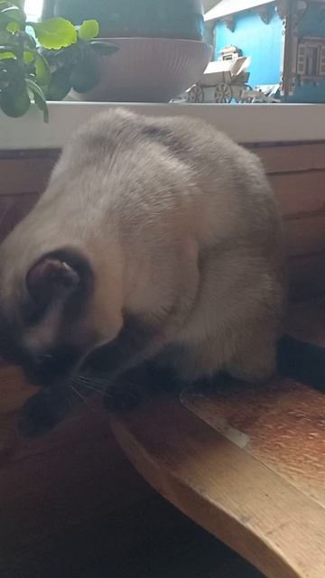 Любимая кошка