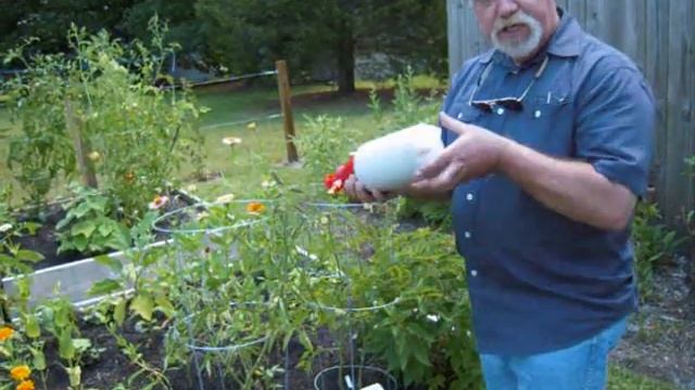 Feeding your Plants with Foliar Spray