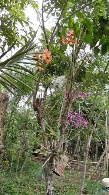 Orchids