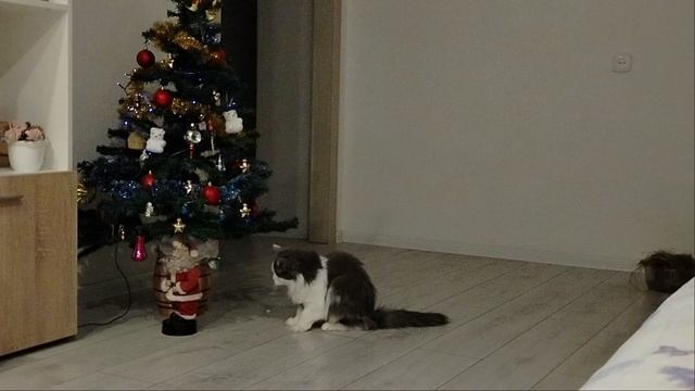 Муся и ёлка!